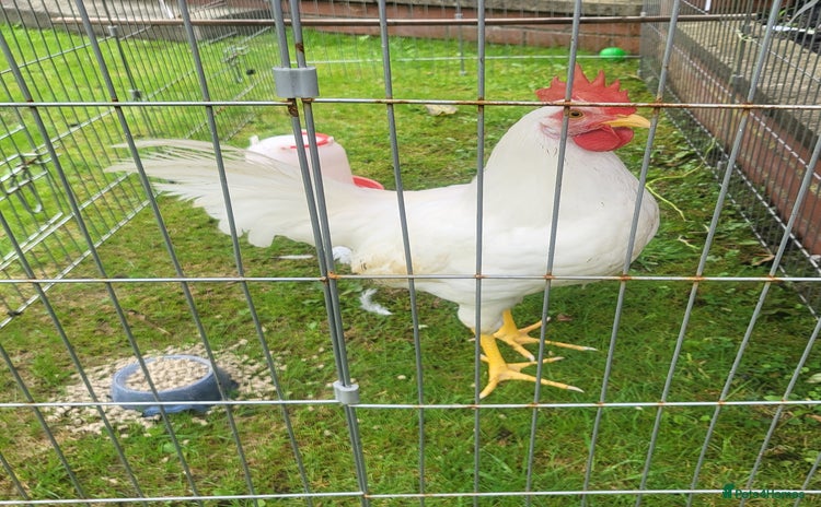 Chickens poultry - Advert 1
