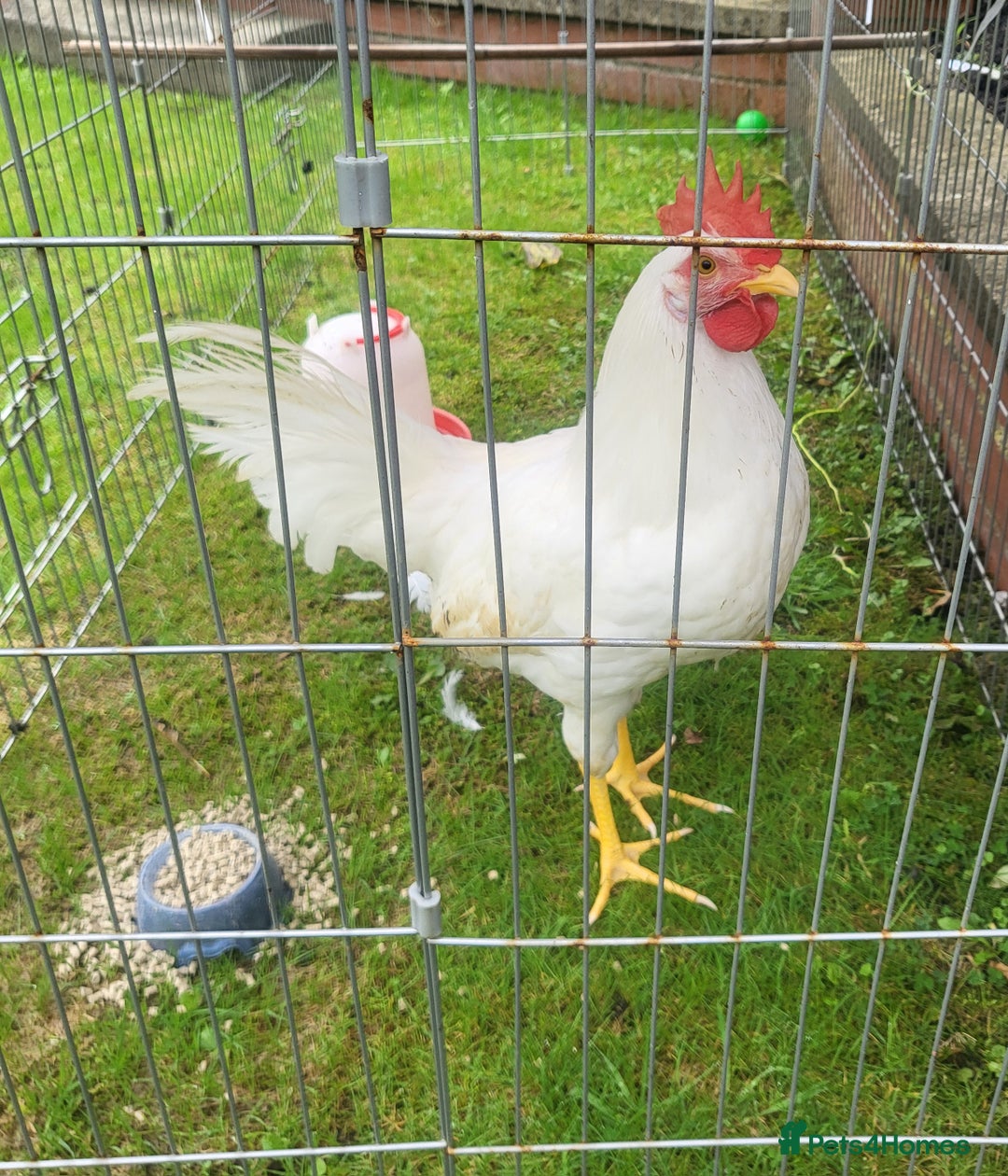 Chickens poultry for sale: Lomans male chicken  free to good home  - Image 1