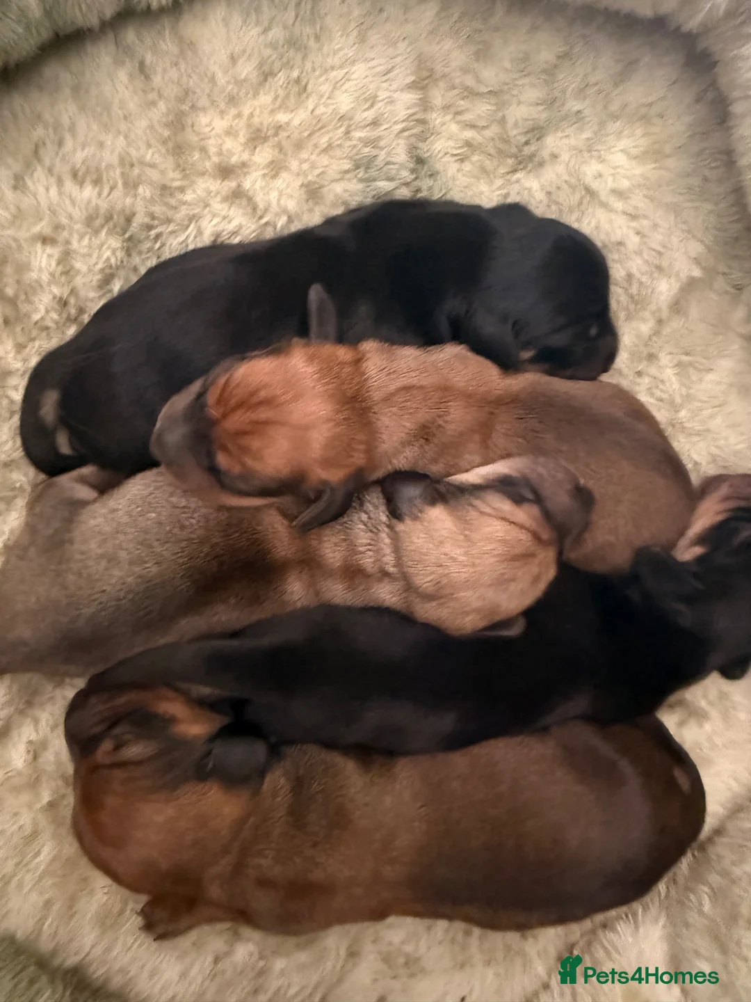 Miniature Dachshund dogs for sale: Beautiful litter of 5 - Advert 2