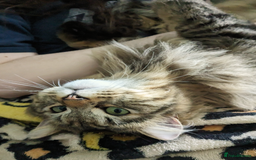 Siberian cats for sale: Tabby Siberian Cross Male - Image 5