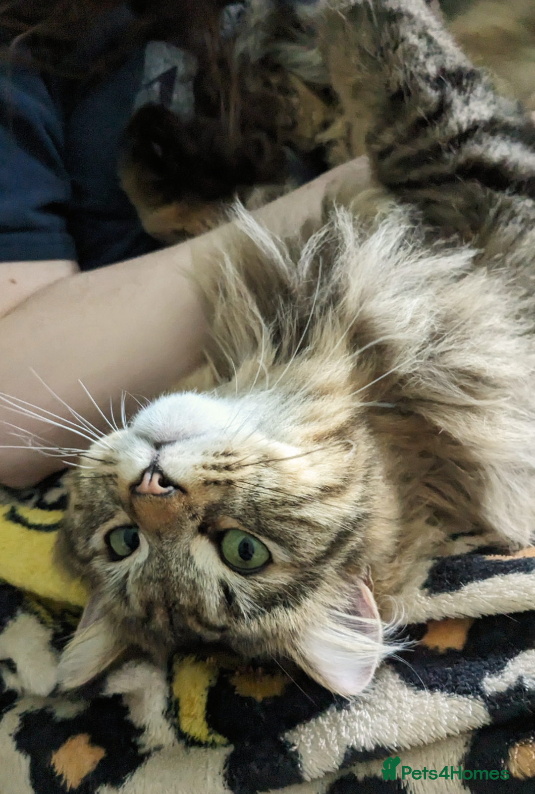 Siberian cats for sale: Tabby Siberian Cross Male - Image 5