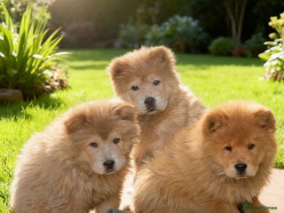 Chow Chow dogs Chow chow - Advert 17