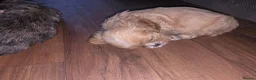 Cava Tzu dogs for sale: Cava tzu puppies - Advert 6