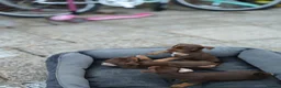 Jack Russell dogs for sale: Beautiful Jack Russell puppies for sale - Advert 14
