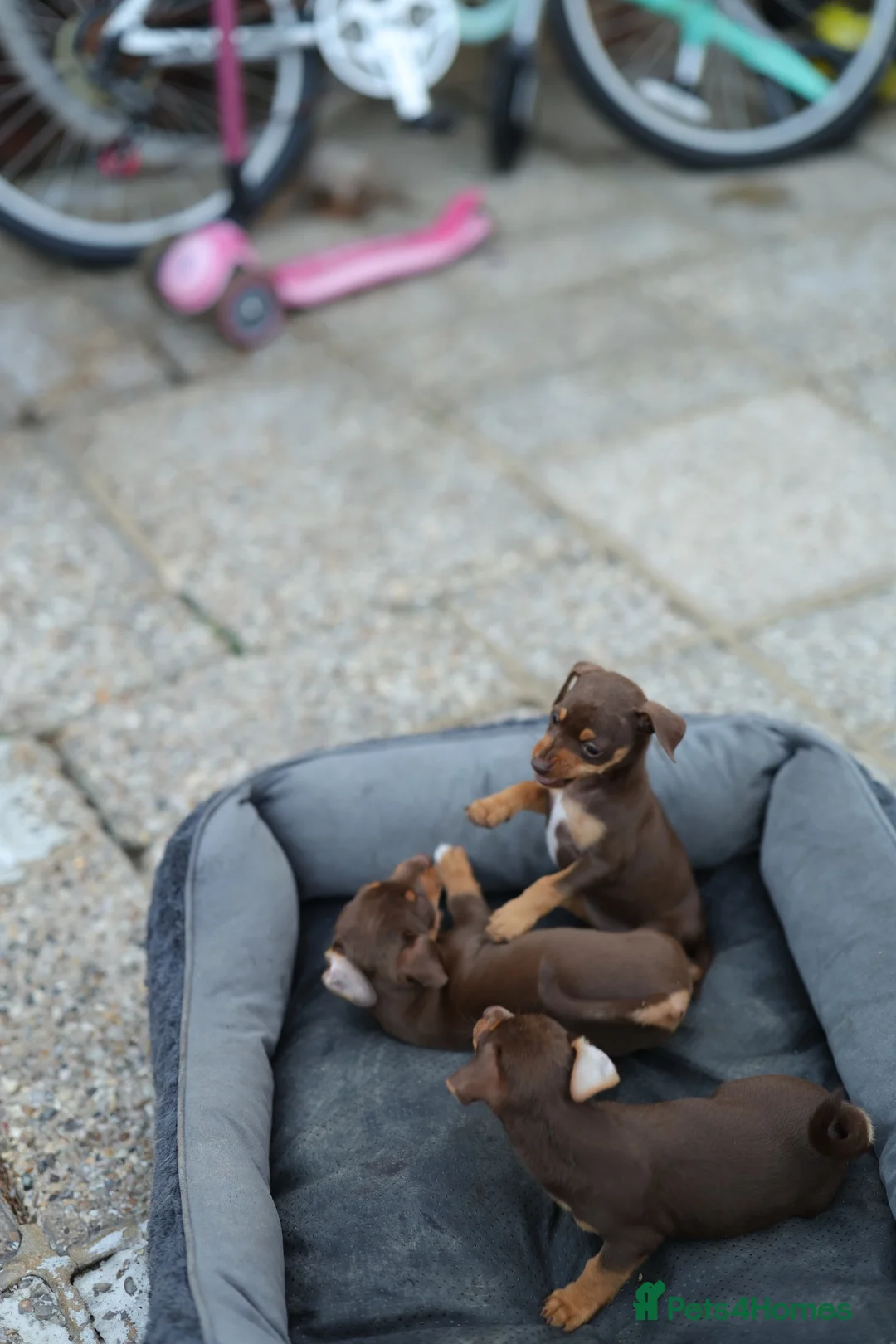 Jack Russell dogs for sale: Beautiful Jack Russell puppies for sale - Advert 14