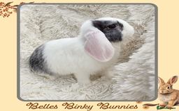 Mini Lop rabbits for sale: 🧡 READY NOW Mini Lop Doe 🧡 9wk old - Image 6