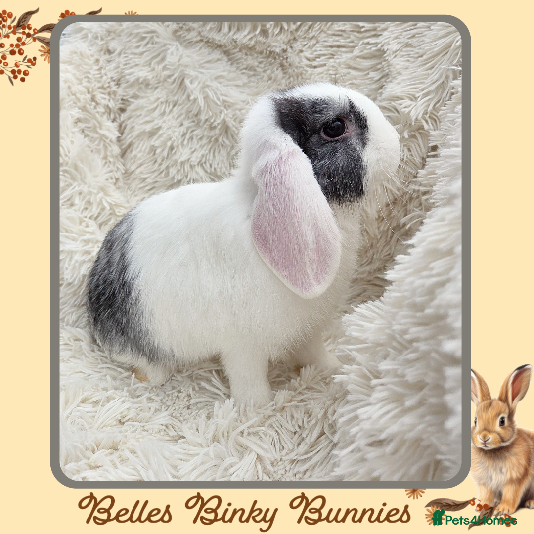 Mini Lop rabbits for sale: 🧡 READY NOW Mini Lop Doe 🧡 9wk old - Image 6
