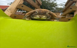 Mini Lop rabbits for sale: Lop bunny for sale 12months  - Image 2