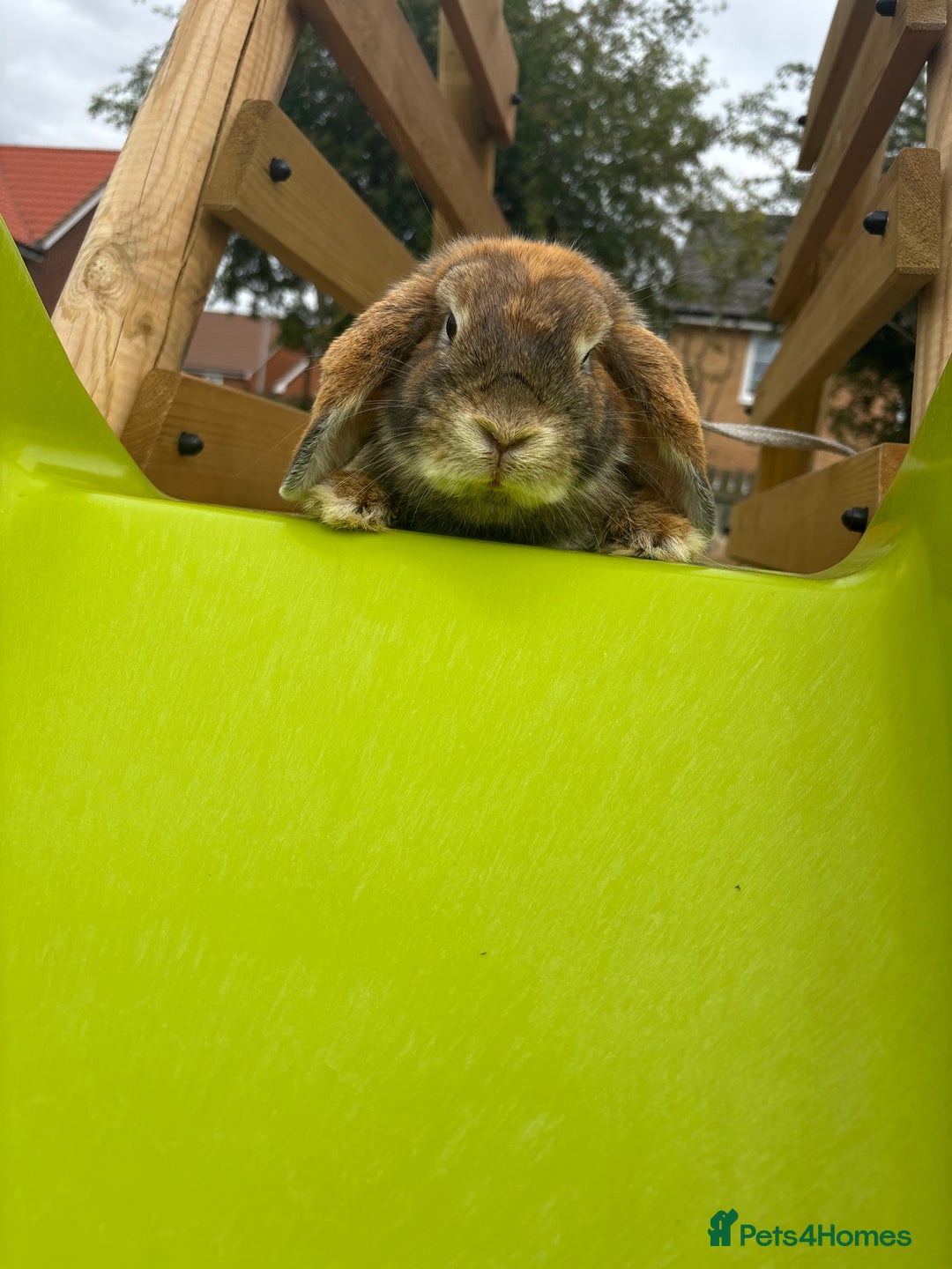 Mini Lop rabbits for sale: Lop bunny for sale 12months  - Image 2