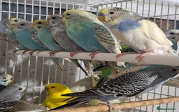 Budgerigars birds for sale: Budgies for sale Birmingham  - Image 12