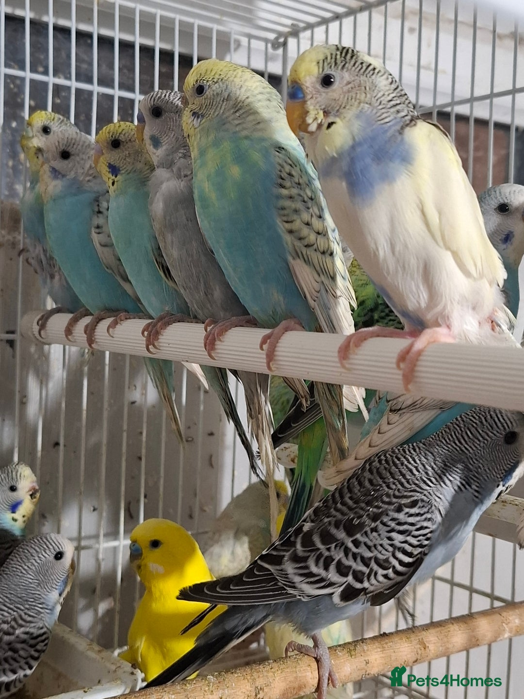 Budgerigars birds for sale: Budgies for sale Birmingham  - Image 12
