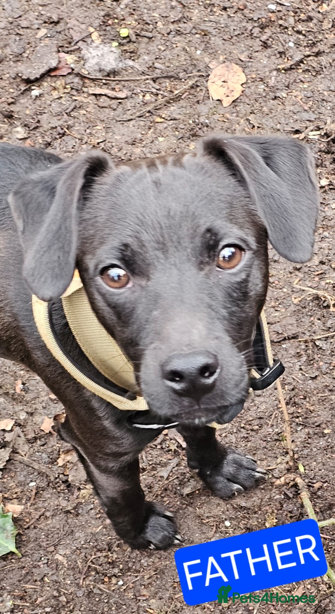 Patterdale Terrier dogs for sale: Patterdal puppies for sale. - Advert 2