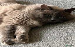 Ragdoll cats for sale: Gentle Male Ragdoll 4 years old (Indoor) - Image 2