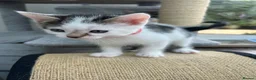 Mixed Breed cats for sale: Mixed breed kittens  - Advert 26