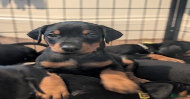 Dobermann dogs - Advert 4