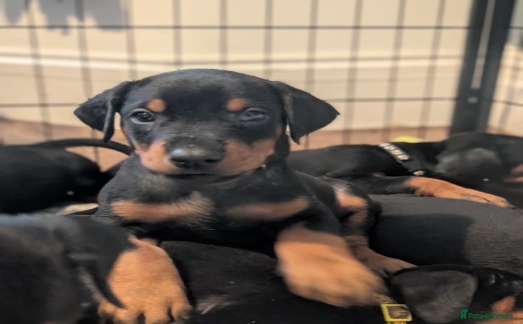 Dobermann dogs - Advert 11