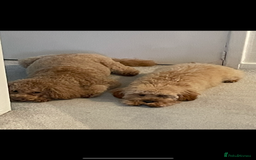 Cavapoo dogs for sale: Minnie and Marnie sad sale due to family split - Image 7