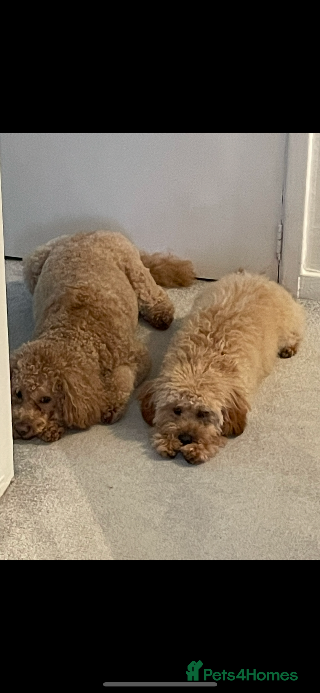 Cavapoo dogs for sale: Minnie and Marnie sad sale due to family split - Image 7