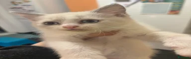 White kitten