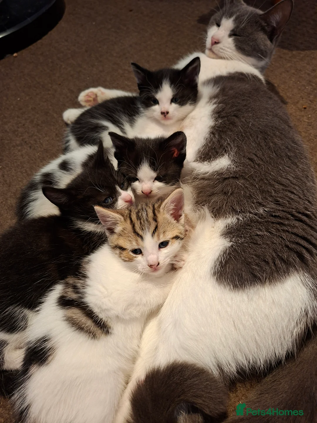 Mixed Breed cats for sale: 4 kittens for sale in Corby - Advert 1