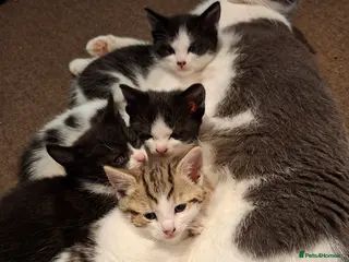 Mixed Breed cats 4 kittens for sale in Corby - Advert 5