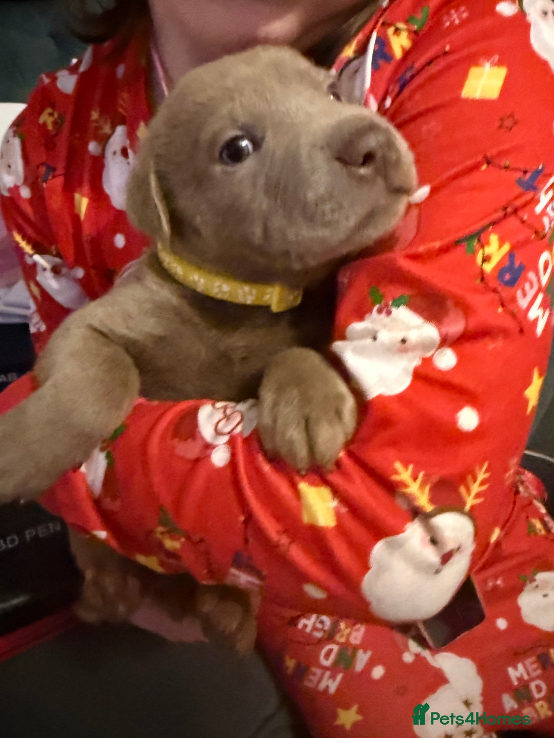 Mixed Breed dogs for sale: Ready 12 Jan Sharpei x Rhodesian ridgeback Hybrid - Advert 24