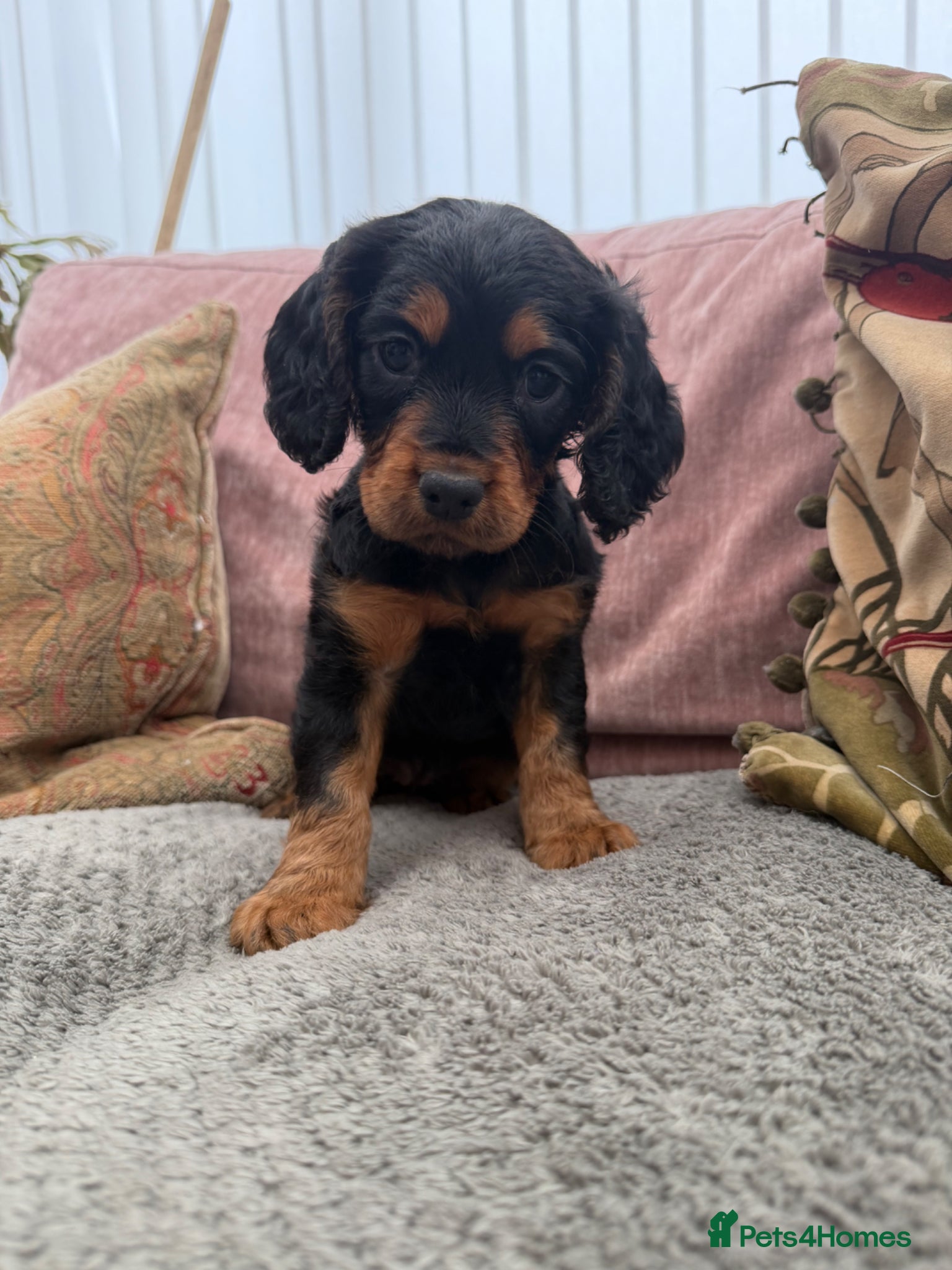 Cocker Spaniel Puppy 3