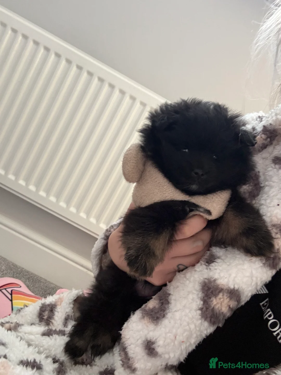 Pomeranian dogs for sale: Pomerian boy for sale  - Advert 2