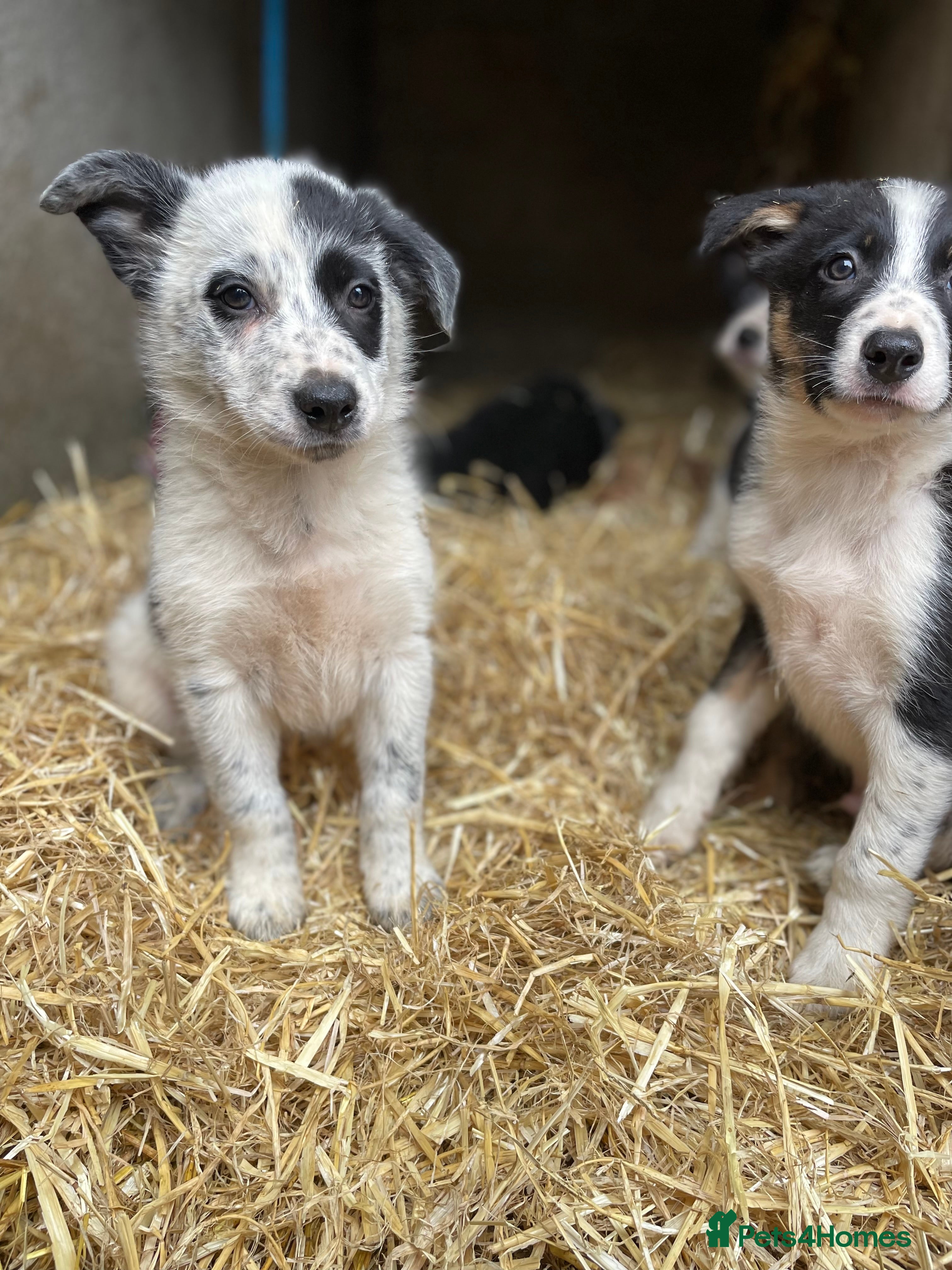 Mixed Breed dogs Collie puppies  in Launceston - Advert 6