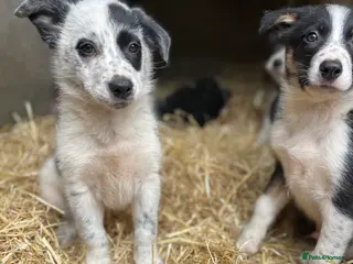 Mixed Breed dogs Collie puppies in Launceston - Advert 6