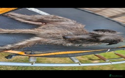 Lurcher dogs for sale: Deerhound Greyhound x deerhound Greyhound f1 - Image 28