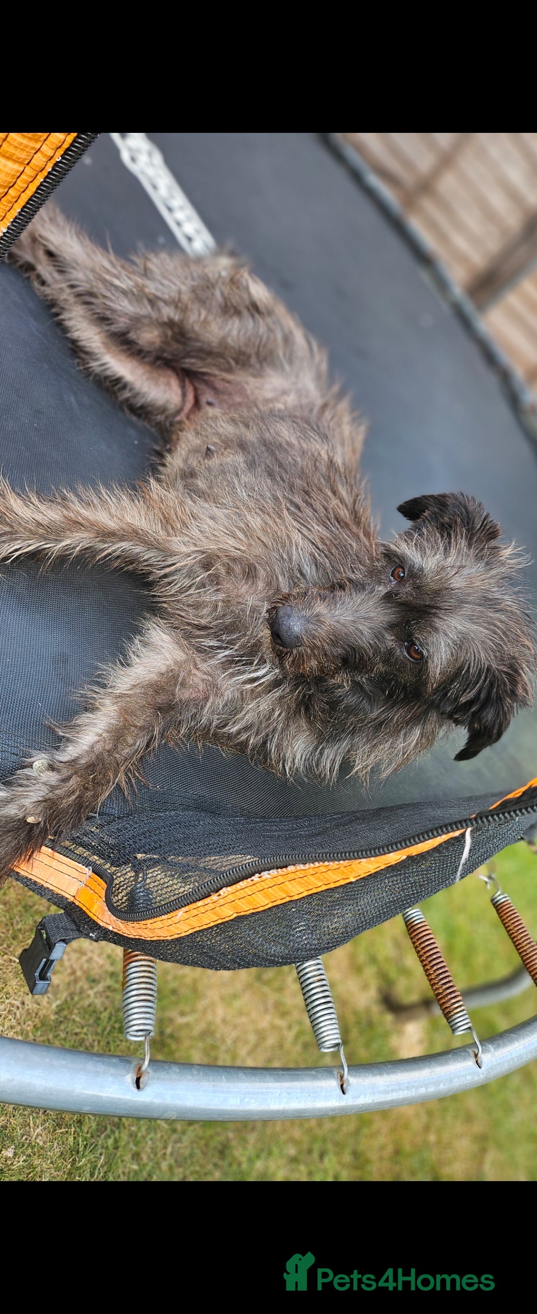 Lurcher dogs for sale: Deerhound Greyhound x deerhound Greyhound f1 - Image 28