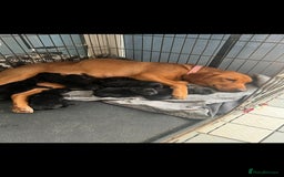 Mixed Breed dogs for sale: German shepherd cross Labrodor - Image 1