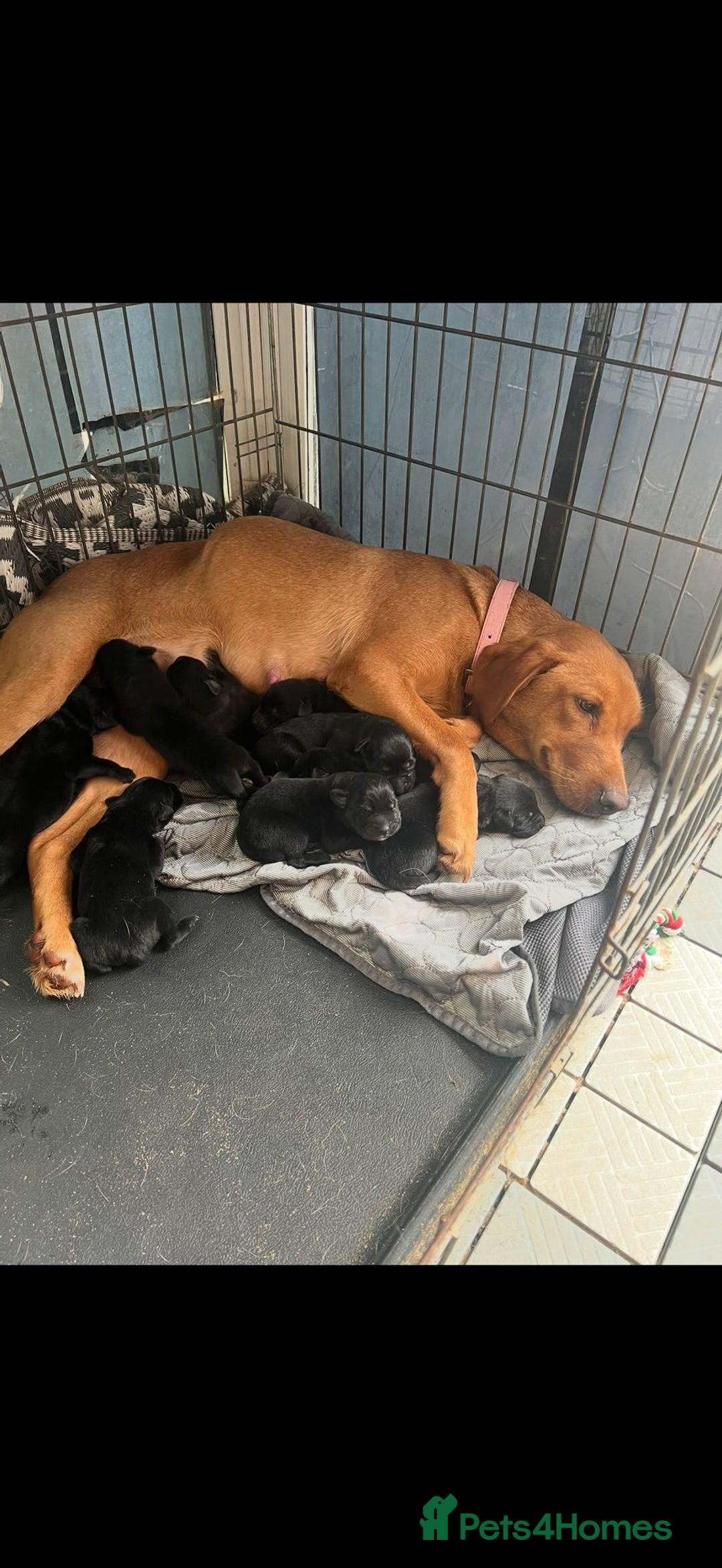 Mixed Breed dogs for sale: German shepherd cross Labrodor - Image 1