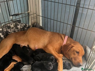 Mixed Breed dogs - Advert 11
