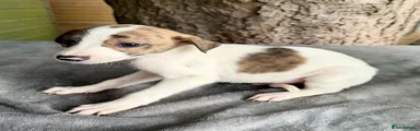 Lurcher Puppy 4