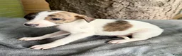 Lurcher dogs for sale: Lurcher saluki greyhound beddlington whippet - Advert 5