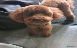 Miniature Poodle dogs for stud: Marley - KC Reg Red Miniature Poodle ready to stud - Image 1