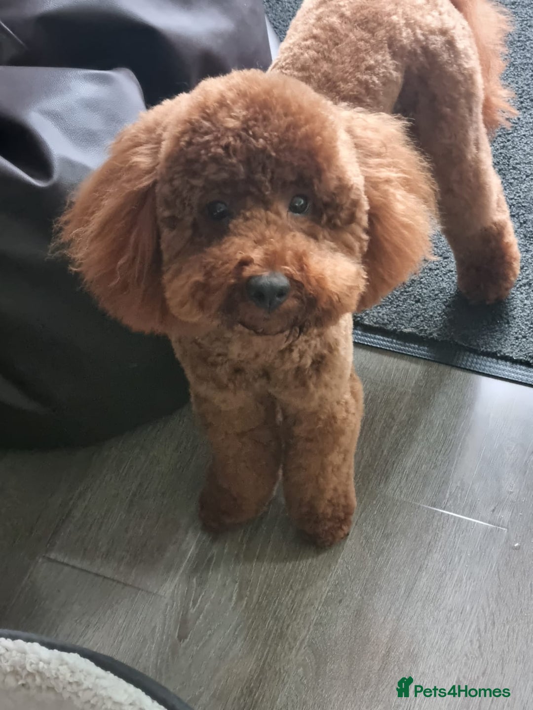 Miniature Poodle dogs for stud: Marley - KC Reg Red Miniature Poodle ready to stud - Image 1