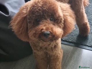 Miniature Poodle dogs - Advert 7