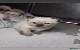 Ragdoll cats for sale: 6 adorable ragdoll kittens 🩷🩵 - Image 10