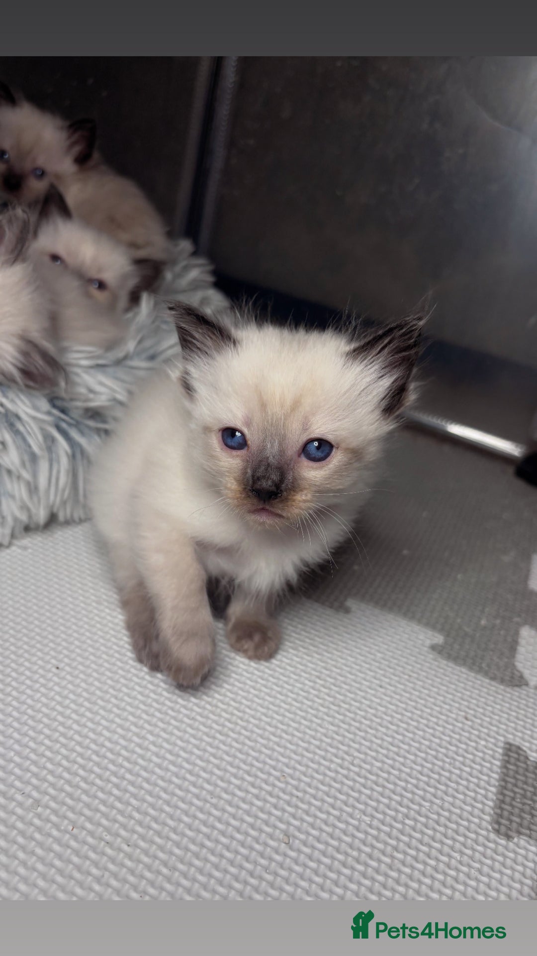 Ragdoll cats for sale: 6 adorable ragdoll kittens 🩷🩵 - Image 10