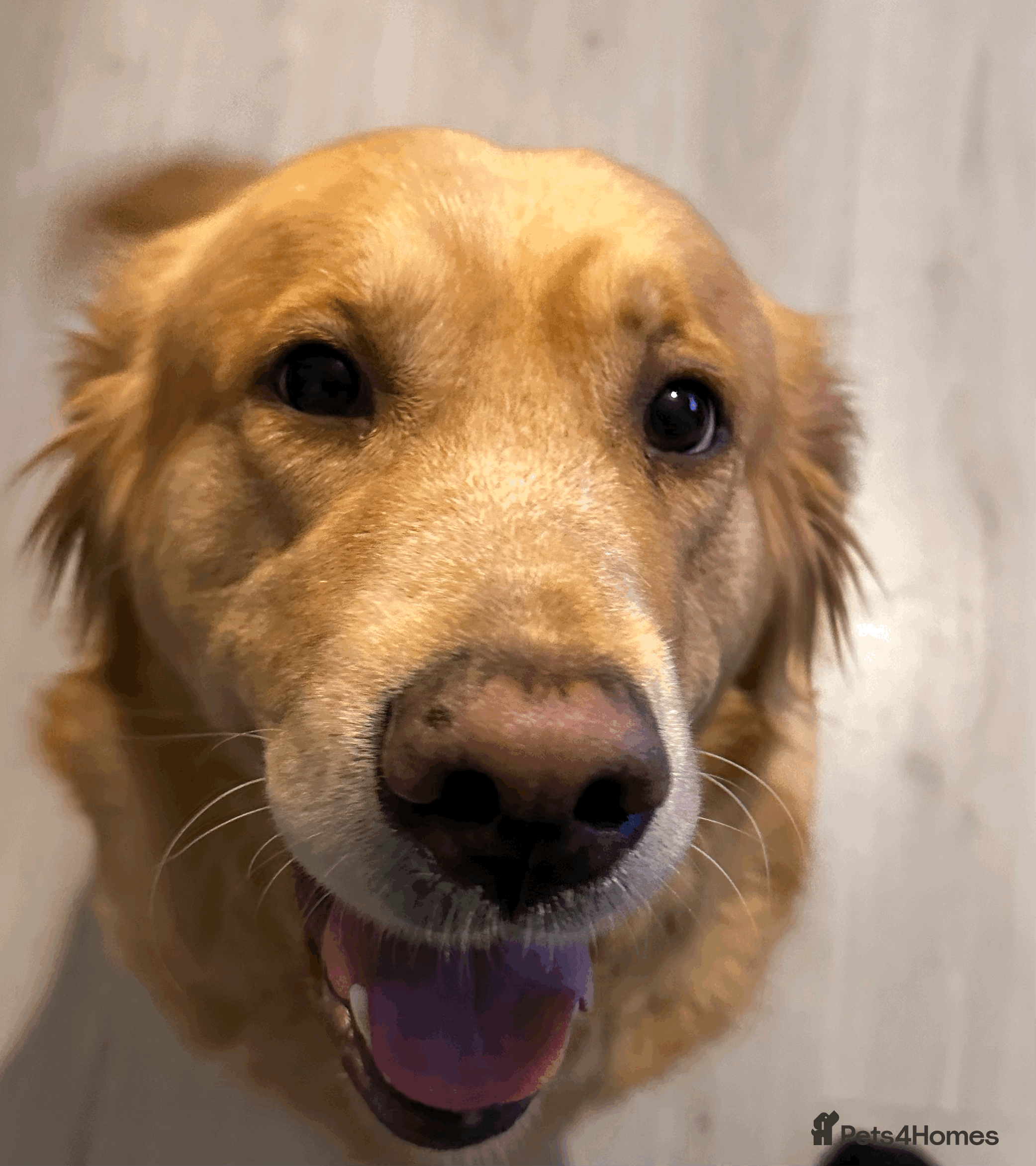 Golden Retriever dogs Golden Retriever Looking For A Forever Home - Advert 3