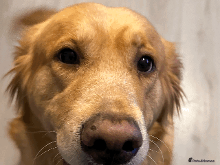 Golden Retriever dogs Golden Retriever Looking For A Forever Home - Advert 9