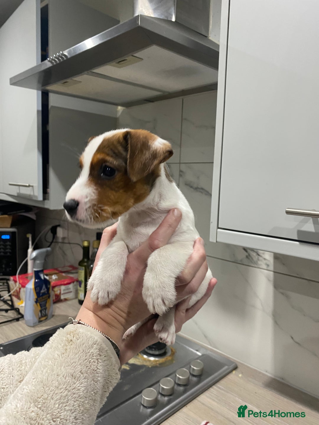 Parson Russell dogs for sale: Lovely Parson Female Puppy - Advert 2