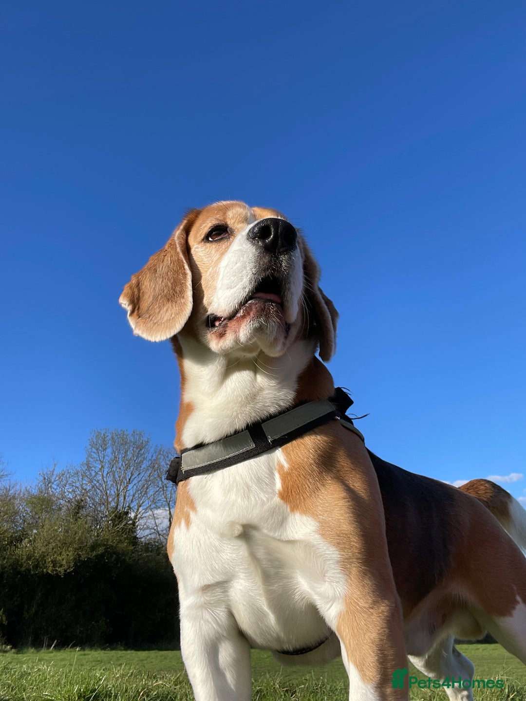 Beagle dogs for stud: Mr BORIS - Image 2