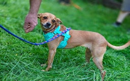Chihuahua dogs for adoption: ❤️🐶 LILA – A Little  Soul Searching for Love 🐶❤️ - Image 13