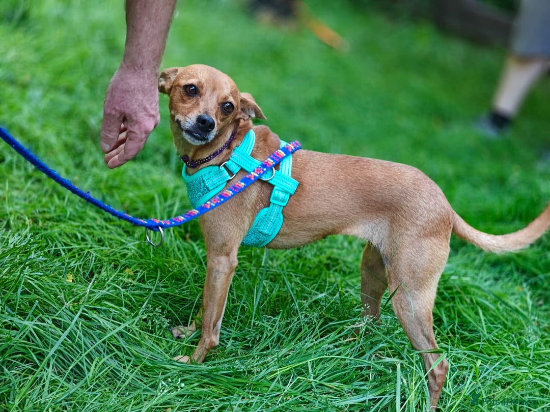 Chihuahua dogs for adoption: ❤️🐶 LILA – A Little  Soul Searching for Love 🐶❤️ - Image 13