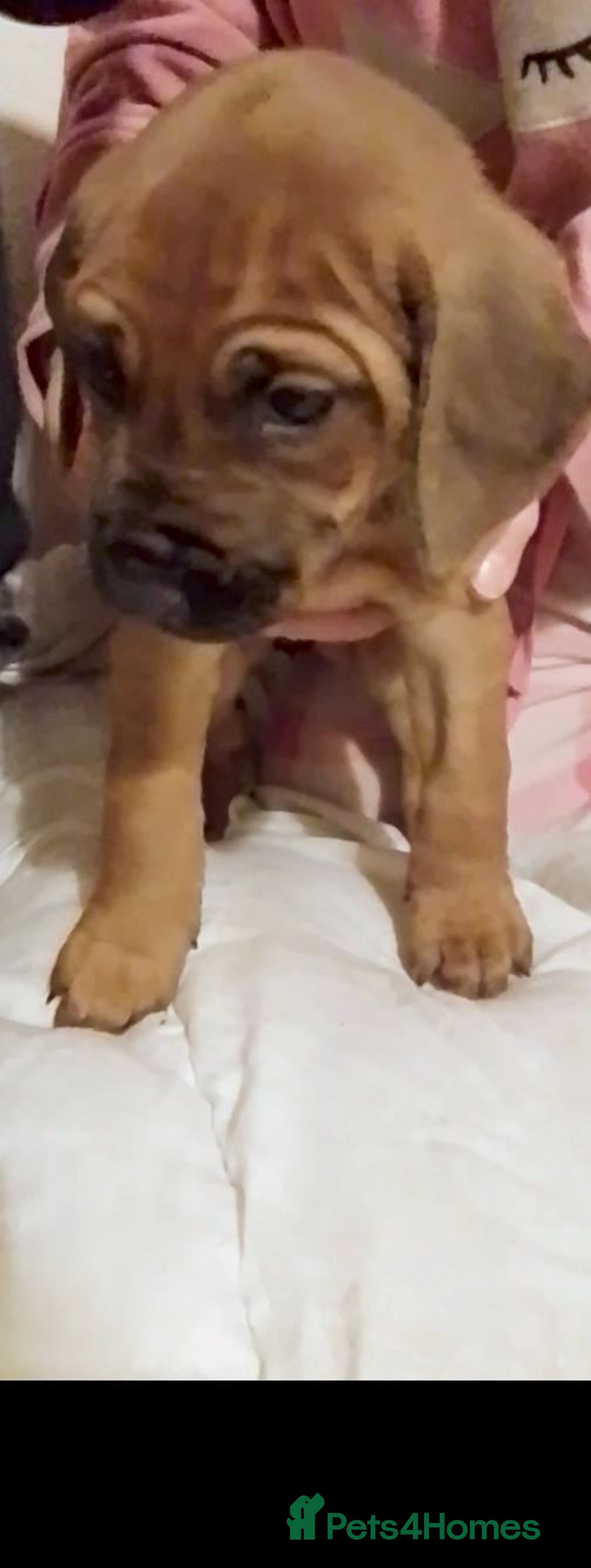 Rhodesian Ridgeback dogs for sale: Rhodesian Ridgeback Puppies - Advert 3