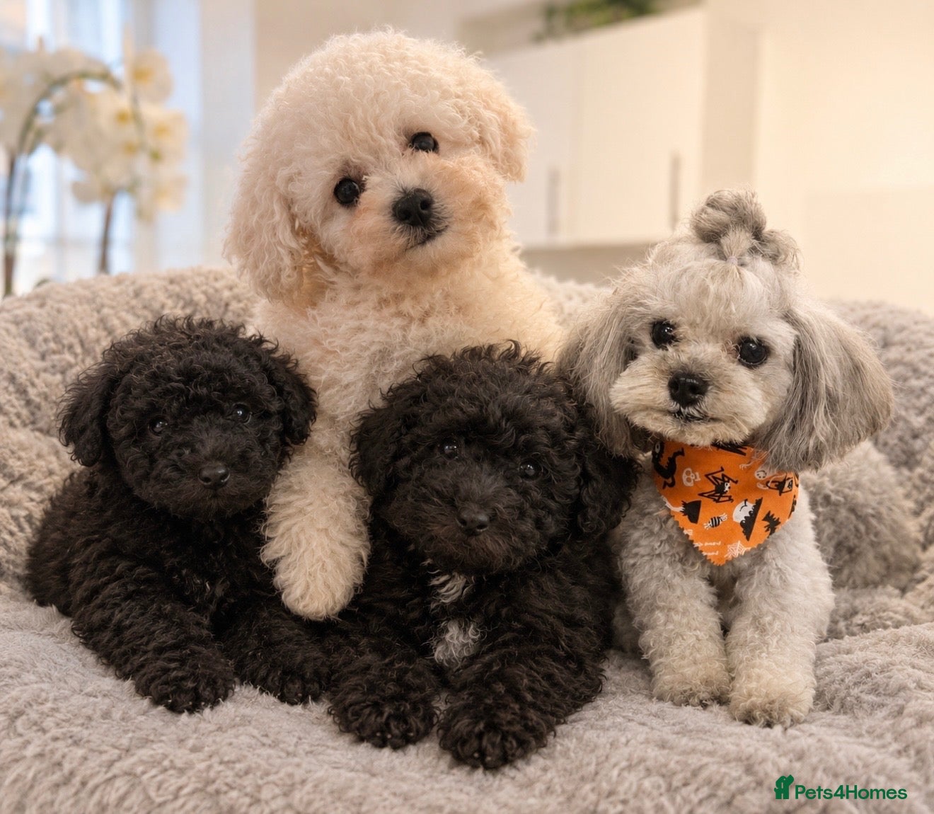 Toy Poodle dogs 💕 TINY TOY POODLE x ASIAN POODLE PUPPIES  💕 - Advert 1